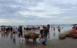 Chúng tôi chỉ cần biển sạch