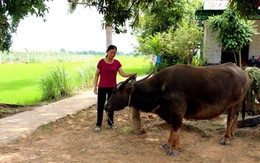 Làng Thái Bình dưới chân núi Chư Mom Ray