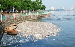 Bơm ô xy, hóa chất ngăn cá chết tại Hồ Tây