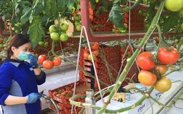 ​Nhà kính trồng cà chua bằng nước biển đầu tiên trên thế giới