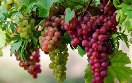 ​Quả nho với sức khỏe con người