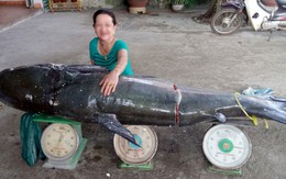 ​Bắt cá úc khủng nặng 130kg trên sông Sêrêpốk