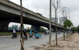 Sở Xây dựng Hà Nội không nhận bàn giao cây chết khô