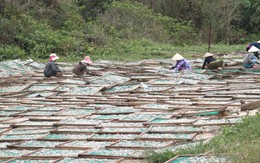 Nước mắm lo thiếu cá cơm