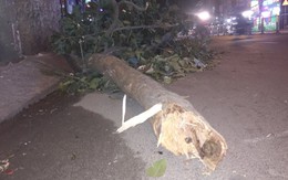 Cổ thụ tét nhánh giữa Sài Gòn làm một giám đốc gãy xương đòn