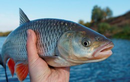 ​Quy định mới đối với mặt hàng cá có vảy ăn liền