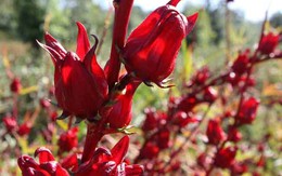 ​Bí mật của hoa atiso đỏ