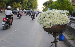 Xao xuyến sắc trắng tinh khôi của mùa cúc họa mi Hà Nội