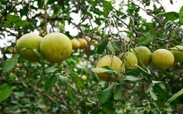​Yên Bái: Đặc sản bưởi Đại Minh có giấy chứng nhận nhãn hiệu