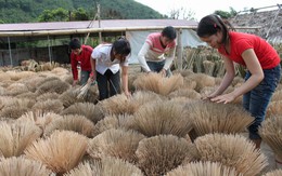 Bạn trẻ không đi xa mà lao động ở quê nhà