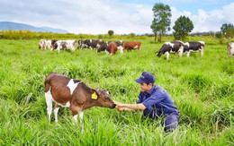 Vinamilk ra mắt sữa tươi 100% organic