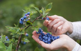 ​Quả việt quất là "vũ khí" chống bệnh béo phì