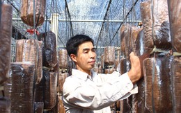 “Ông vua nấm” từ nghèo khó đến doanh thu bạc tỉ