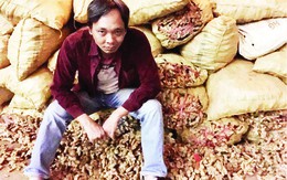 Chuyện thường ngày: Gừng... ngọt