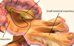 Phát hiện cơ quan mới trong cơ thể người