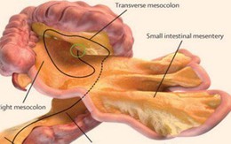 Cơ quan màng treo ruột làm gì?