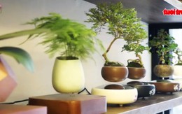 Bonsai bay lơ lửng tại Hà Nội: hàng độc dịp tết