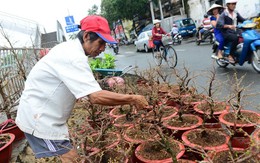 Mưa trái mùa đe dọa hoa tết