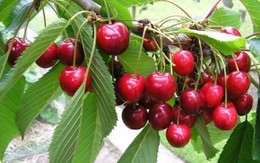 Tết này sang Úc hái cherry