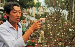 Dân miền Tây thích thú với hoa đào tết