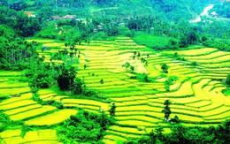 Khám phá xứ sở ngàn cau ​Sơn Tây