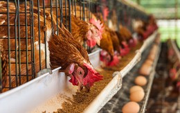 ​Các biện pháp phòng chống bệnh cúm gia cầm lây lan sang người