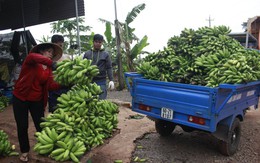 Giá chuối tăng trở lại