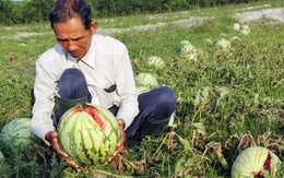 Dưa, ớt 'vỡ trận', lãnh đạo nói dân không rút ra bài học