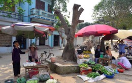 ​Hà Nội yêu cầu giám sát việc chặt cây xanh khi xử lý vỉa hè