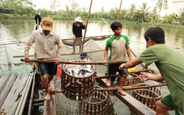 Giá cá tra tăng, người dân lại đua nhau nuôi