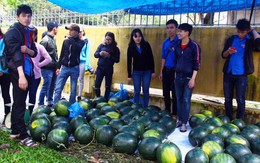 Siêu thị Big C 'giải cứu' toàn bộ dưa Quảng Ngãi