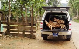 Giám đốc trung tâm y tế huyện thừa nhận chở gỗ lậu