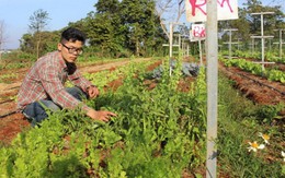 Đưa công nghệ trồng rau Israel lên Tây Nguyên