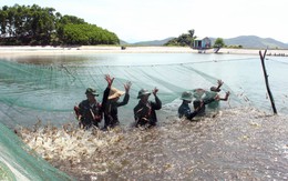 ​Cà Mau thí điểm thành công mô hình nuôi tôm sú quảng canh cải tiến