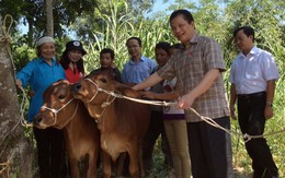 'Ngân hàng bò' không nợ xấu của ĐBQH Bùi Sỹ Lợi