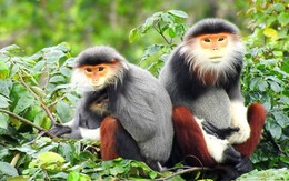 Phản biện quy hoạch bán đảo Sơn Trà: Không tìm được tiếng nói chung