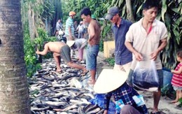 Không đủ cơ sở khẳng định cá nuôi chết do bị hãm hại