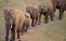 ​Uganda điều tra nhà ngoại giao Trung Quốc buôn ngà voi