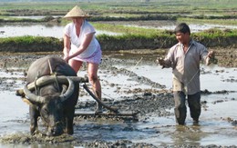 Tây cày ruộng ta, trâu hiểu... tiếng Anh