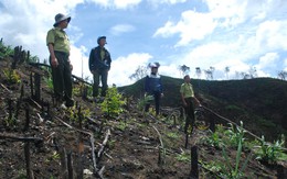 11ha rừng Đắk Nông bị doanh nghiệp chặt trụi