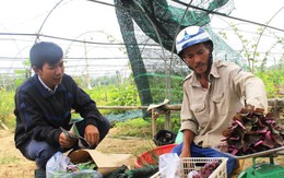 Kỹ sư Trung và vườn rau 'xấu lá, giá cao'