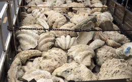 Tạm giữ hơn 21 tấn vỏ trai tai tượng không rõ nguồn gốc