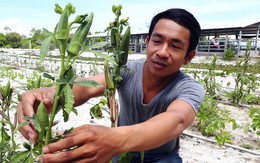 Biến đất khô cằn nở hoa
