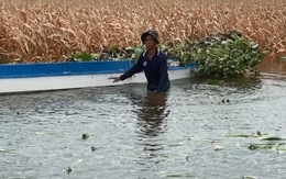 Lũ lên nhanh, nông dân An Giang mất mùa bắp, khoai