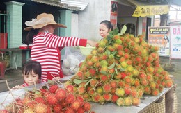 Chôm chôm Java còn 5.000 đồng/kg, giá thảm nhất trong 5 năm