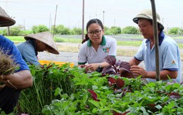 Khởi nghiệp: Rời văn phòng đi trồng rau xanh