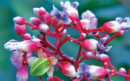 Duyên quê giữa phố