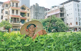 Những luống húng Láng cuối cùng