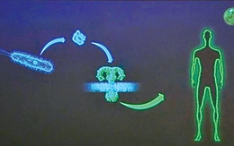 Giải Nobel y sinh học 2011: Vai trò của nhiễm