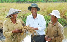 Đi thăm đồng lúa "bờ đê ca hát"